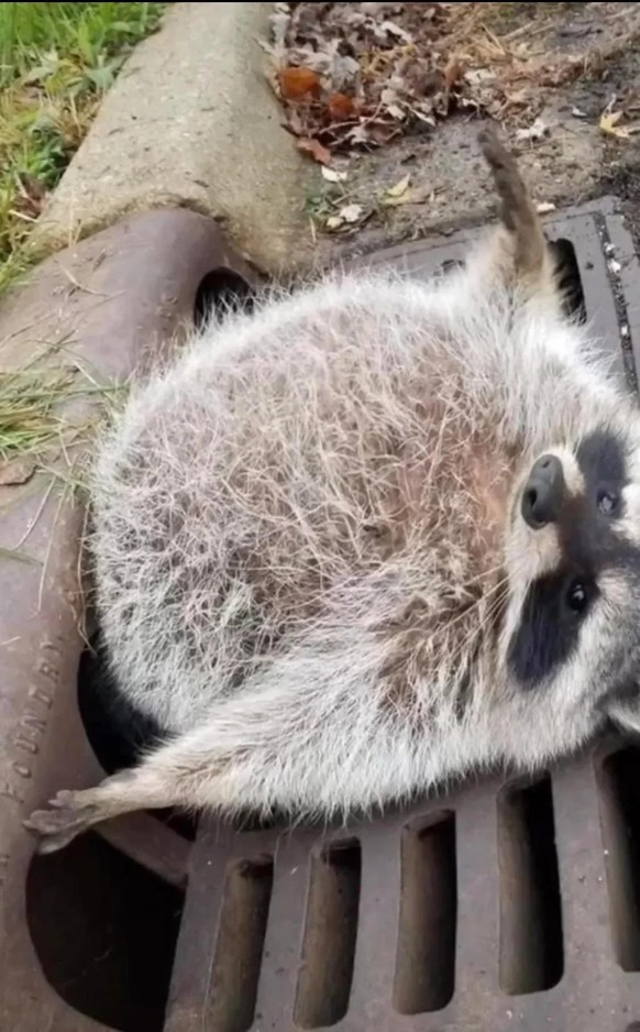 cute news tier raccoon

https://www.reddit.com/r/Raccoons/comments/1b7mbf4/hes_stuck/