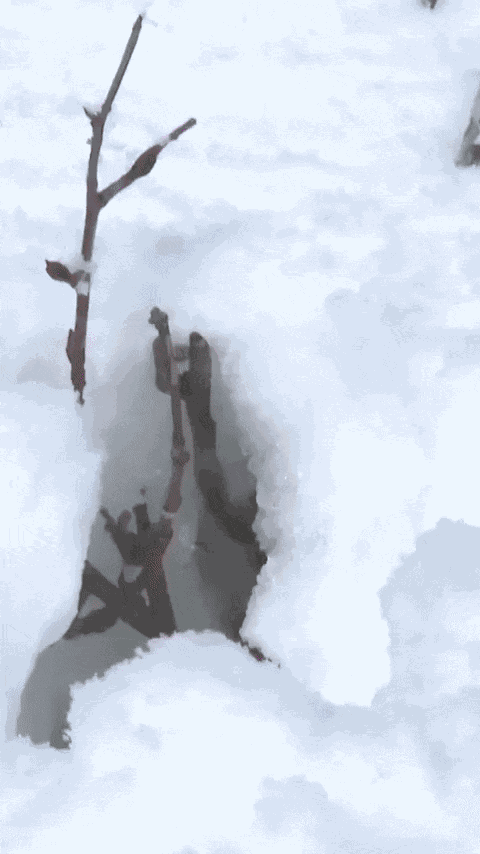 GIF animé