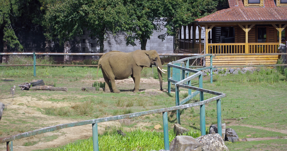 Kariba, un éléphant d'Afrique né en 1985 au Zimbabwe.