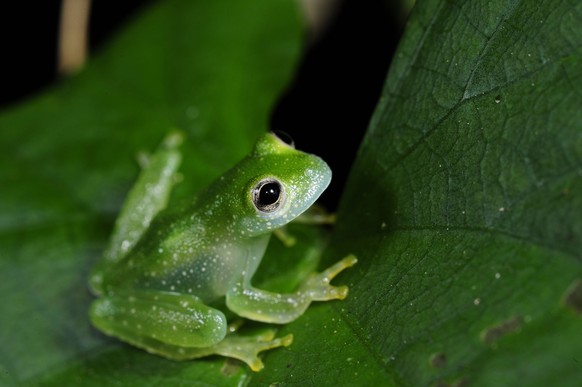 Glasfrosch (Cochranella pulverata ), sitzt auf Blatt, Honduras, La Mosquitia, Biosphaerenreservat Las Marias glassfrog (Cochranella pulverata ), sitting on a leaf, Honduras, La Mosquitia, Las Marias B ...