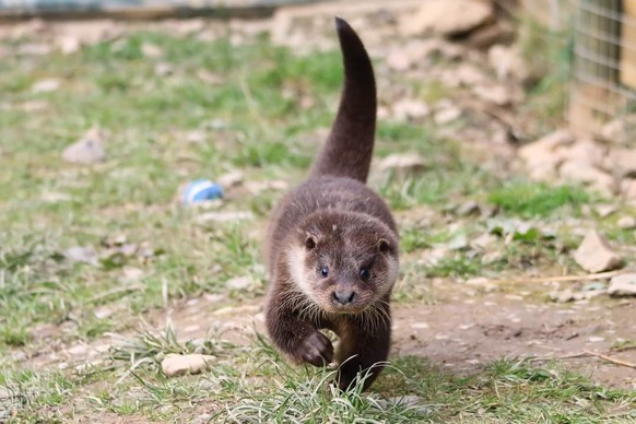 cute news animal tier otter

https://www.reddit.com/r/Otters/comments/tks4l7/step/