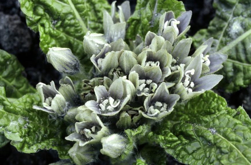 Mandragora officinarum.