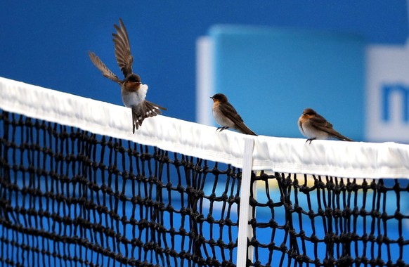 A bird lands on the net on an outside court as light rain delayed play for the second round matches at the Australian Open tennis championships in Melbourne, Australia, Thursday, Jan. 21, 2016.(AP Pho ...