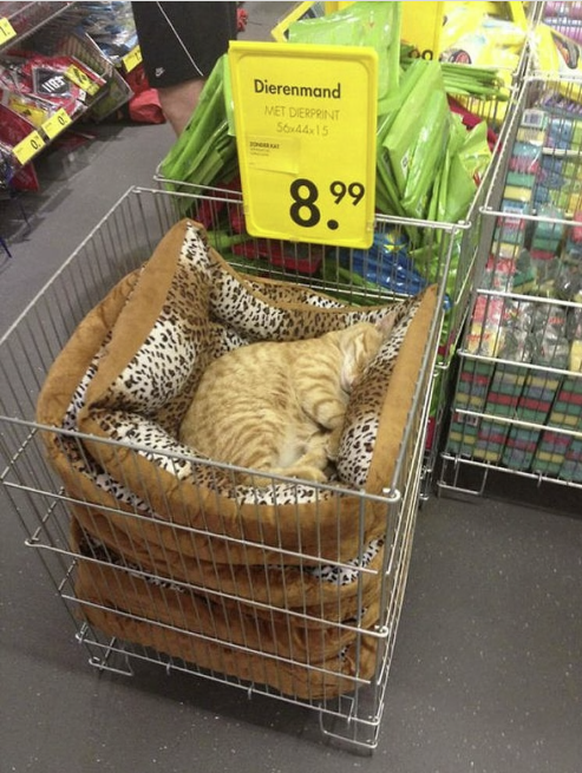 Die lustigsten Tierbilder der Woche: Katze macht Schläfchen