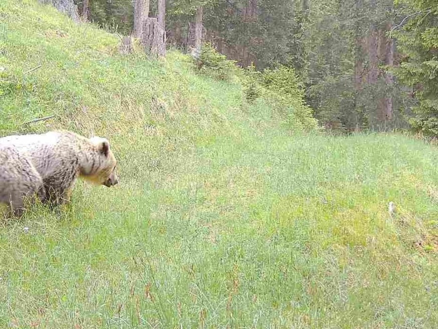 Un ours photographié le 10 juin dernier à Bergün (GR) par un piège photographique.
