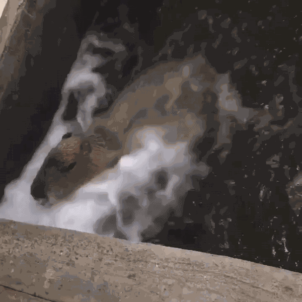 GIF animé