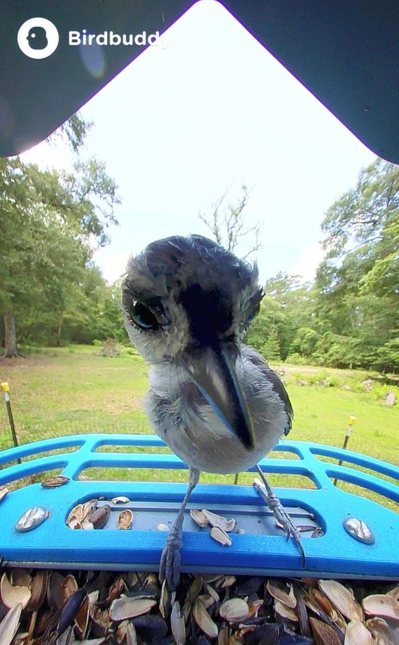 cute news tier vogel

https://www.reddit.com/r/BirdBuddy/comments/1u44yc8/_/