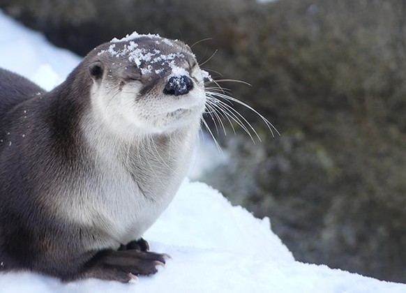 cute news tier otter

https://www.reddit.com/r/Otters/comments/18wp6pv/with_a_dusting_of_snow_on_my_head/