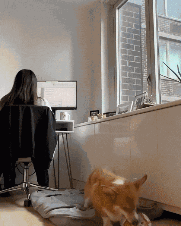 GIF animé