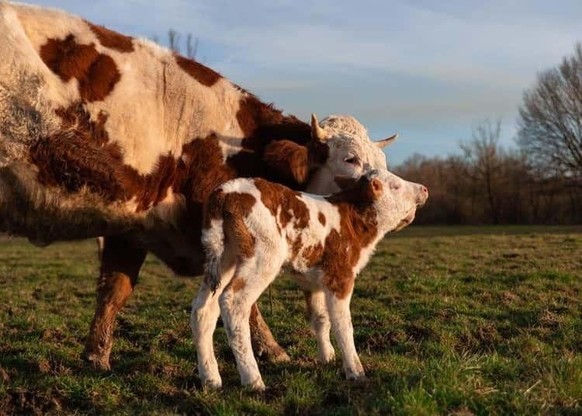 cute news animal tier kuh

https://imgur.com/t/aww/WbM0HXc