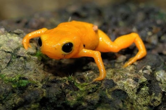 cute news tier gelbe sattelkröte

https://www.reddit.com/r/Awwducational/comments/1fybzc4/the_pumpkin_toadlet_is_one_of_the_smallest_frogs/