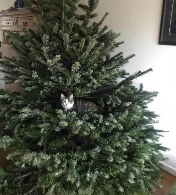 cute news tier katze weihnachtsbaum

https://imgur.com/gallery/lTjBcvy