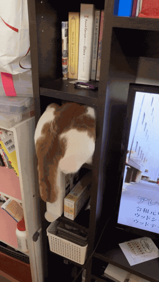 GIF animé