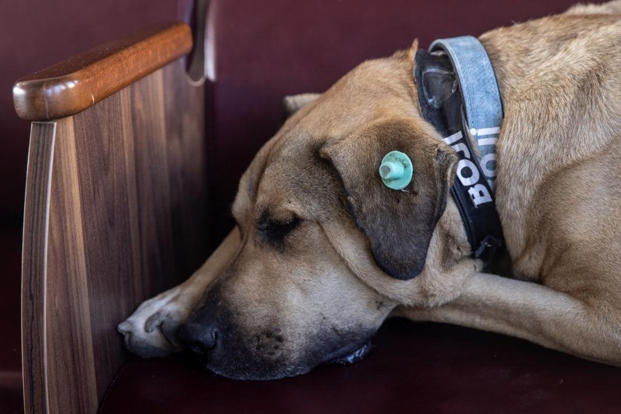 Les voyages, ça fatigue.