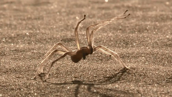 Le genre de bestioles qui s'invitent parfois à la course.