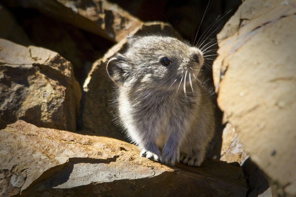 cute news tier Alaska-Pfeifhase
https://imgur.com/t/aww/nwR92bv