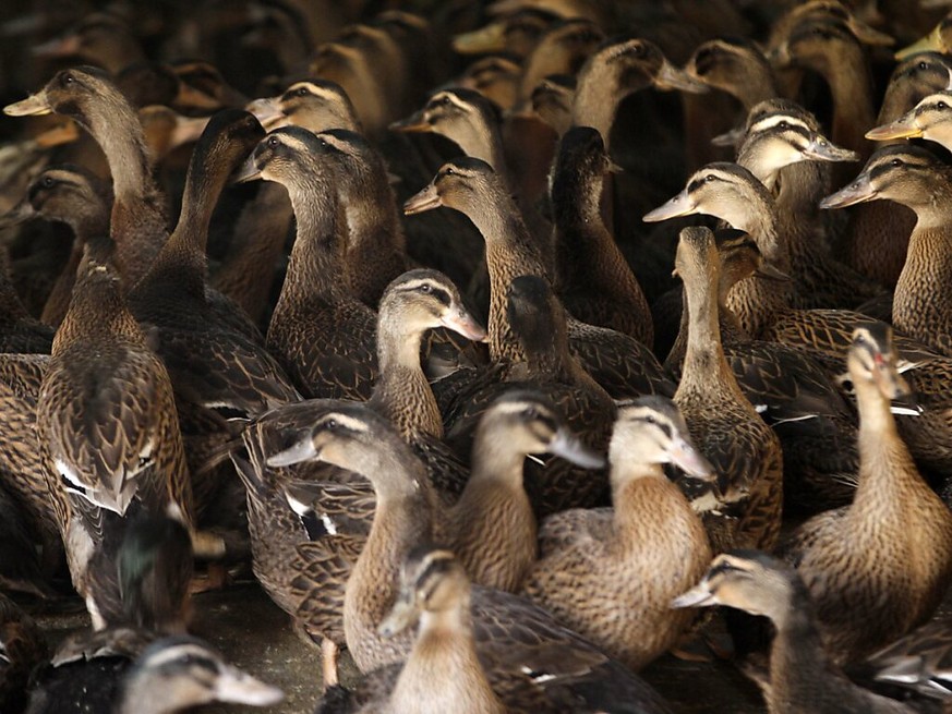 Les poulets ou les canards peuvent transporter la salmonelle, une bactérie pouvant provoquer diarrhées, fièvre et vomissements (image d&#039;illustration).