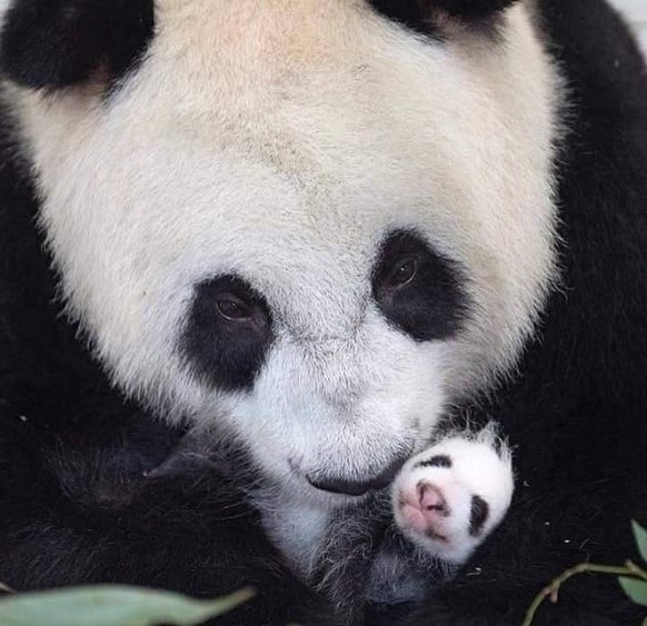 cute news tier panda

https://imgur.com/t/animals/rV7w5x6