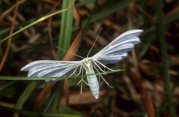 Schlehen-Federgeistchen, Schlehenfedergeistchen, Federgeistchen, Fuenffedriges Federgeistchen, Fuenffedriges Geistchen, Weisses Federgeistchen, Weisses Geistchen, Schneeweisse Windenmotte Pterophorus  ...