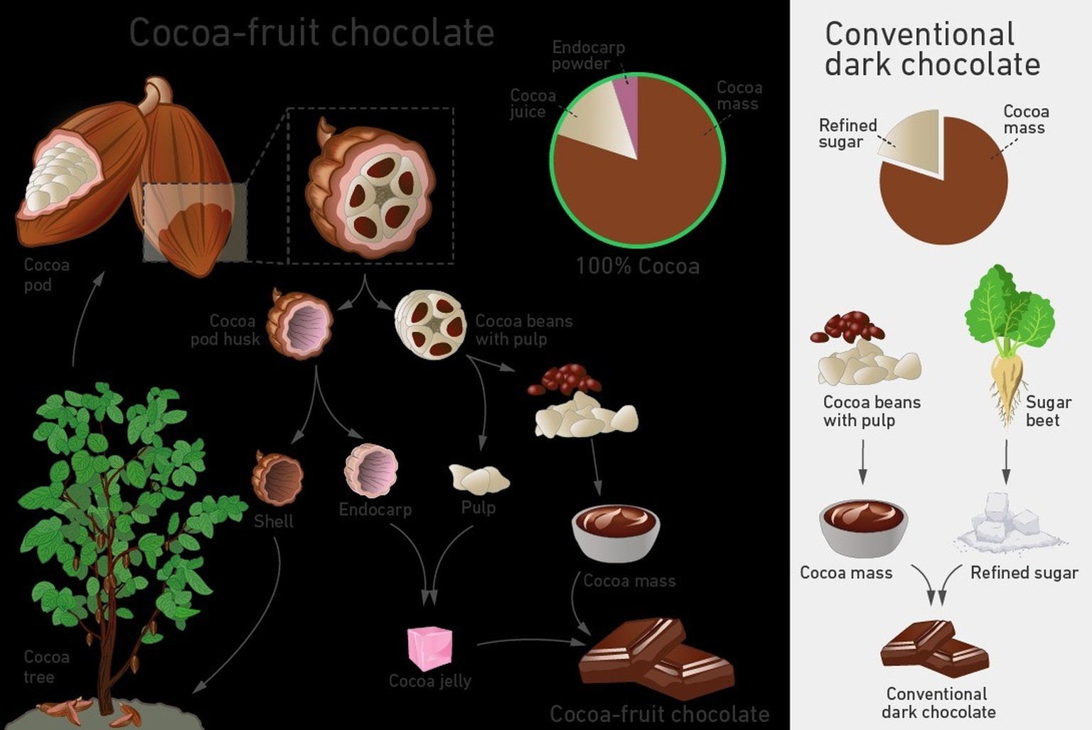 L&#039;illustration montre l&#039;utilisation du fruit entier du cacao.