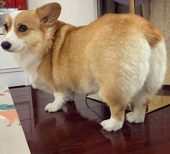 Les corgis sont trop chou.
