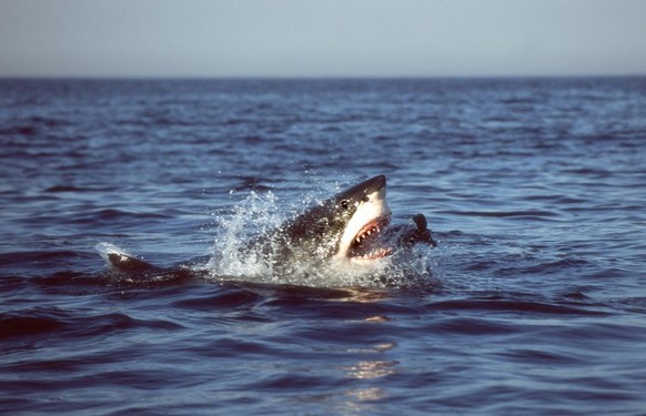 In this undated photo released by The University of Miami, a white shark is seen successfully lunging for and capturing a juvenile fur seal at the surface in False Bay, South Africa in 2004. (AP Photo ...