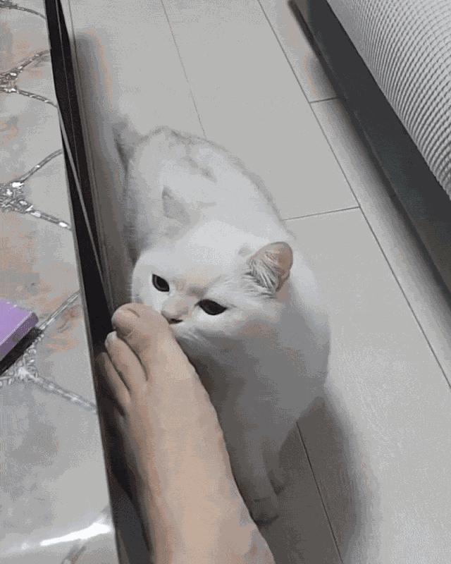 GIF animé