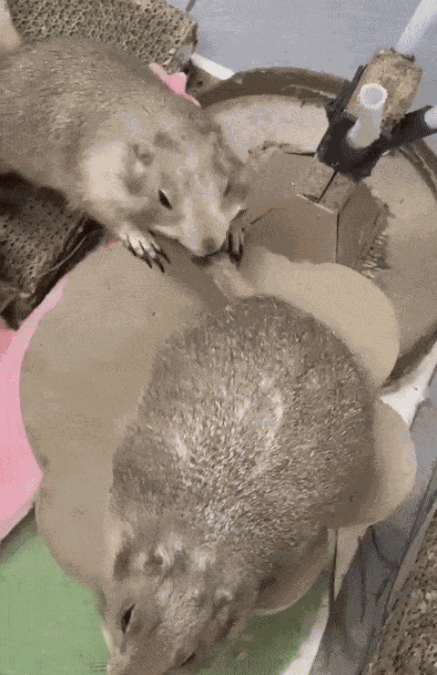 GIF animé