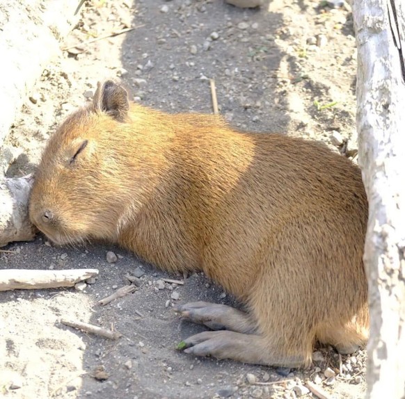 cute news tier capybara

https://www.facebook.com/photo/?fbid=243200715383659&amp;amp;set=a.122041170832948