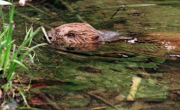 Am Freitag 29. Mai 1998 wurde in Eglisau ein genesener Biber wieder der Freiheit uebergeben. Vor einigen Wochen musste die Fischerei-und Jagdverwaltung an den Rhein ausruecken, um einen apathischen, s ...