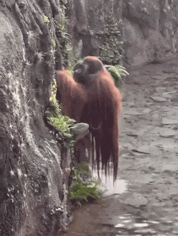 GIF animé