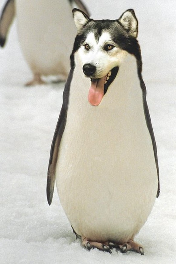 Hunduin

http://1funny.com/wp-content/uploads/2010/04/wolf-penguin.jpg