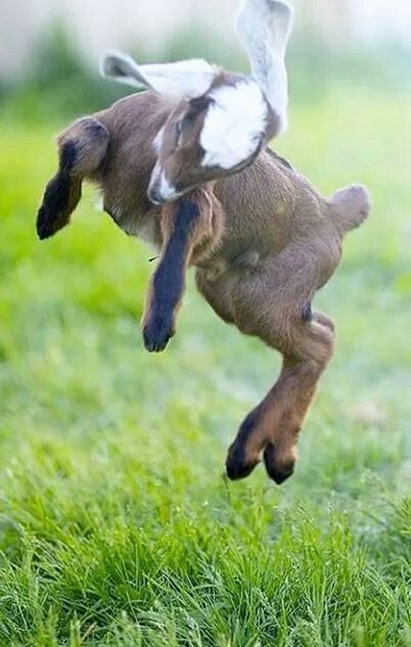 cute news tier ziege

https://ch.pinterest.com/pin/844493666638004/