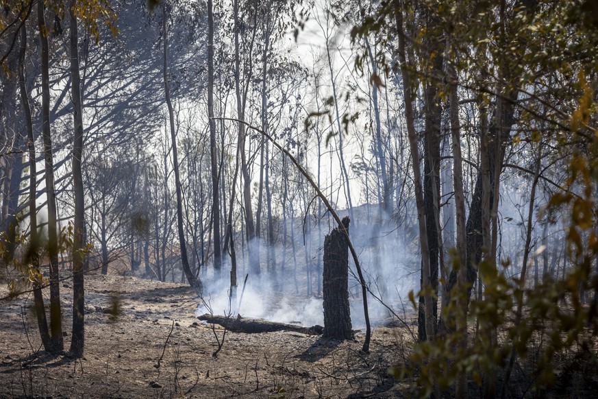 epa13155531 A burned area of the forest fire that broke out in the Raboconejo area of Niebla, Huelva, Spain, 07 August 2026. The fire remains active and has affected approximately 380 hectares. EPA/Al ...