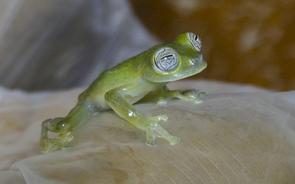 glasfrosch
