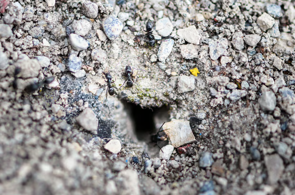 De petits trous dans le sol graveleux et sableux sont les entrées des nids de fourmis.