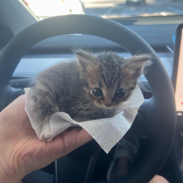cute news tier katze

https://www.reddit.com/r/IllegallySmolCats/comments/1nzmwd5/wivivivivi/