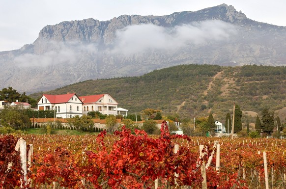 RUSSIA, REPUBLIC OF CRIMEA - NOVEMBER 4, 2025: A vineyard in Alushta in autumn with Mount Demerdzhi in the distance Russia PUBLICATIONxINxGERxSUIxAUTxONLY - ZUMAt113 20251104_zaa_t113_847 Copyright: x ...