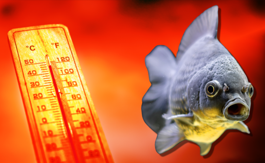 Ce système d'alerte protège les poissons des canicules