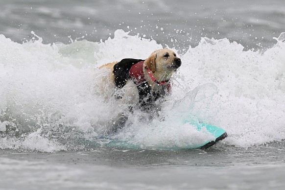 LES CHAMPIONNATS DU MONDE DE SURF CANIN en Californie