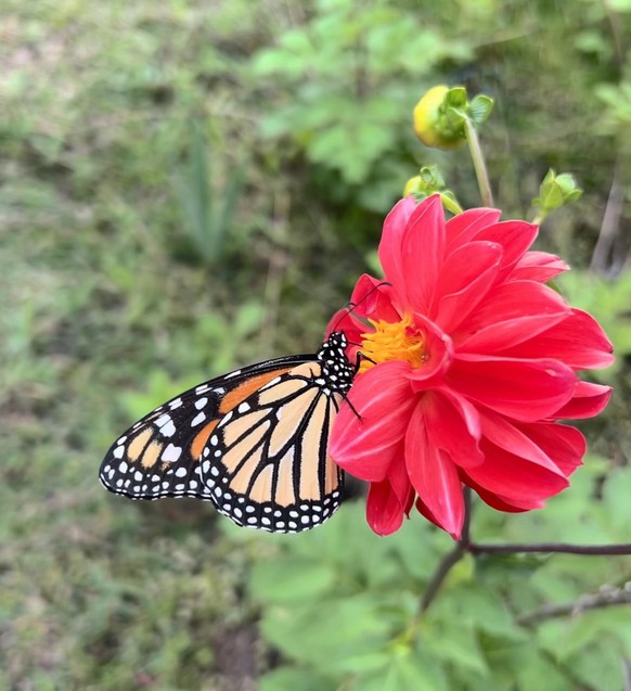 cute news animal tier butterfly schmetterling

https://imgur.com/t/butterfly/nXFYVH3