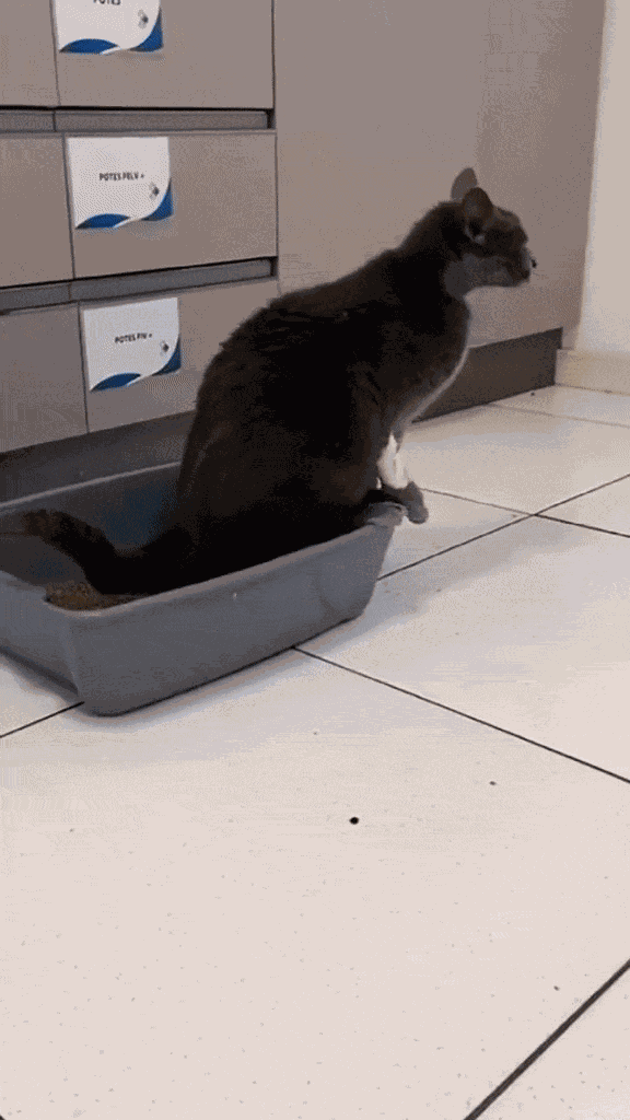 GIF animé