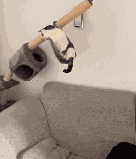 GIF animé