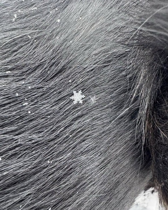 cute news tier schneeflock

https://www.instagram.com/p/DTK_xfjDC1t/?img_index=1