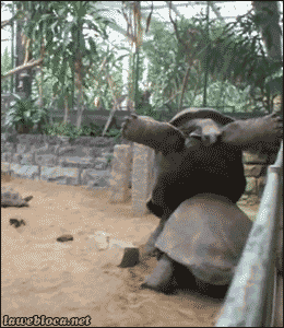 GIF animé