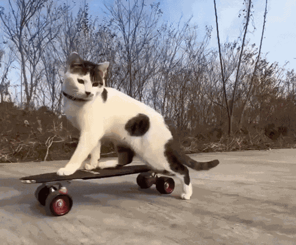 GIF animé