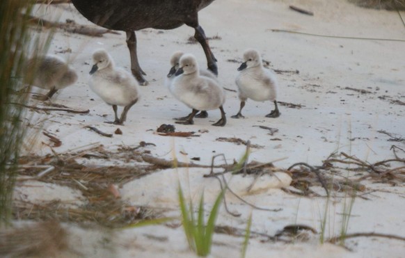 cute news tier babyschwäne

https://imgur.com/t/aww/xLuAymA