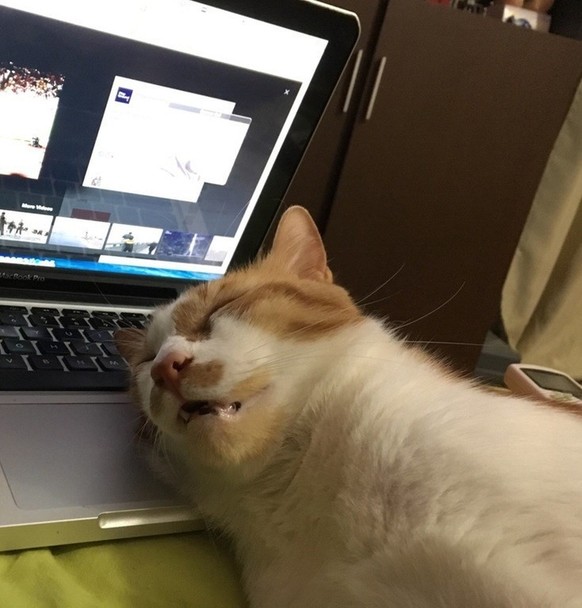 Fail: Katzen im Büro