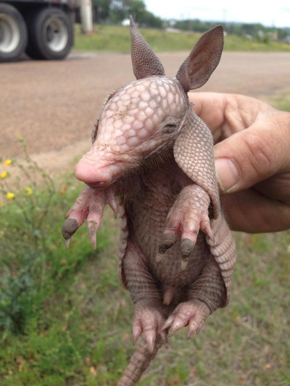 cute news animal tier armadillo gürteltier

https://imgur.com/gallery/zOB5aAo