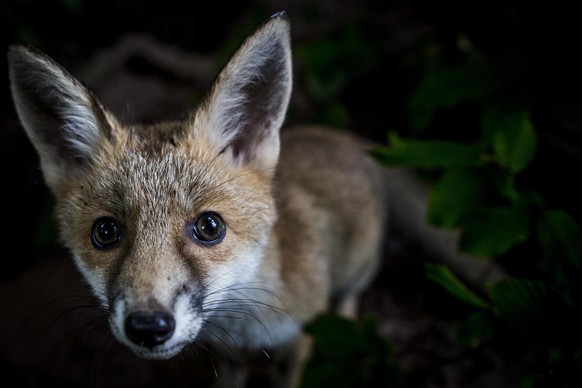 Germany, Maßweiler | 2016 06 15 | A young fox at TIERART. © Bogdan Baraghin | FOUR PAWS